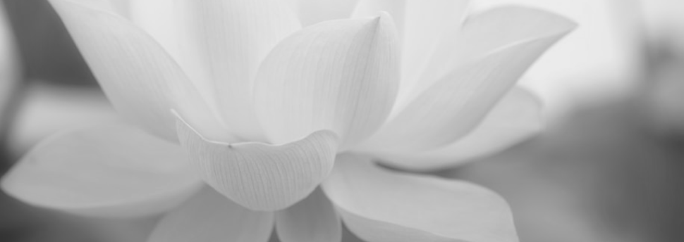 Close up of black and white Lotus flower.