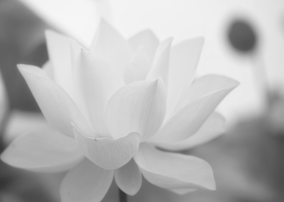 Black and White Photo of a Lotus Flower